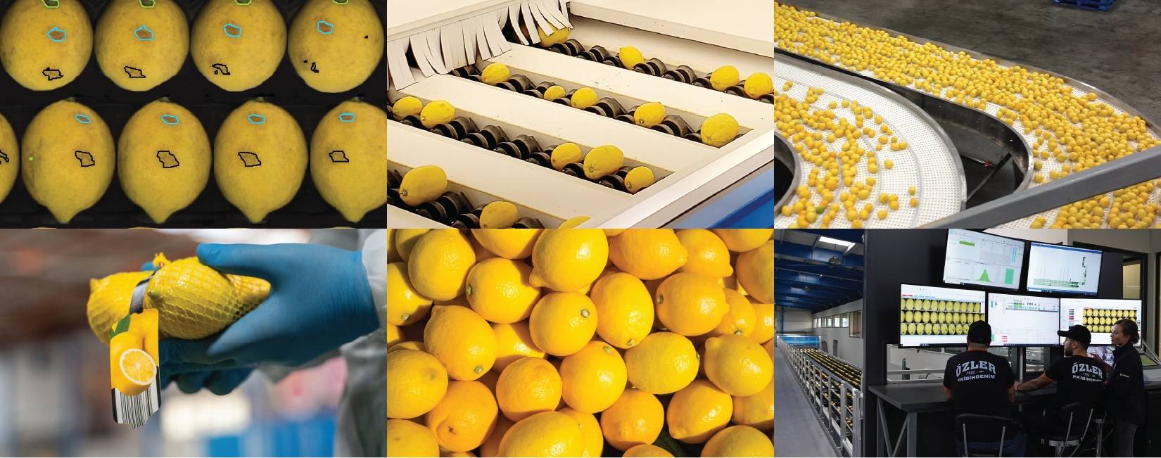 檸檬缺陷和瑕疵