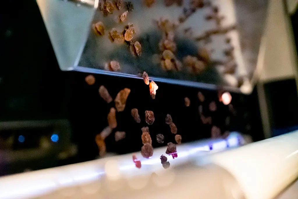 陶朗5C在分選葡萄干