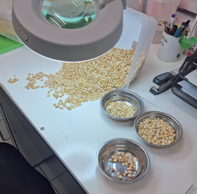 Uwafen Seeds與陶朗合作：高效種子分選解決方案助力玉米生產