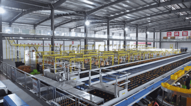 湘佳橘友：精準掌舵加陶朗AI分選技術，年銷量近2萬噸開創新紀錄