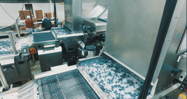 全方位檢測藍莓