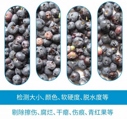 剔除藍莓瑕疵品