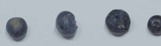 存在不同問題的藍莓果