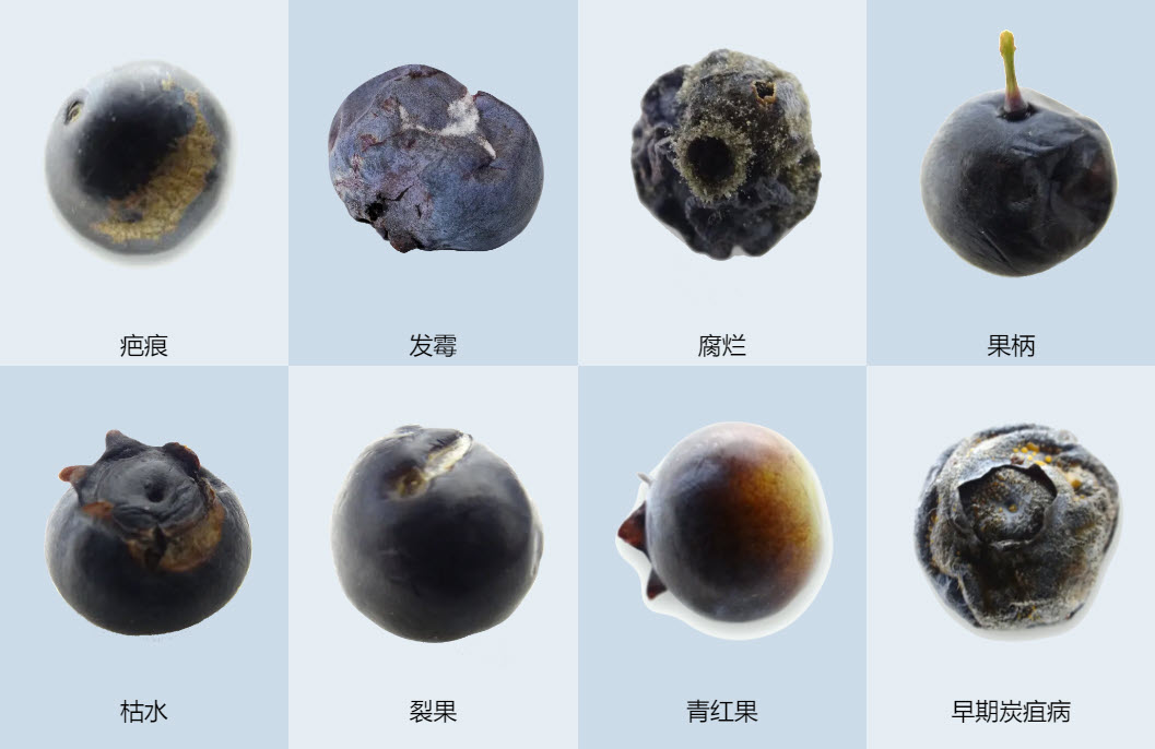 精準剔除藍莓各類瑕疵果