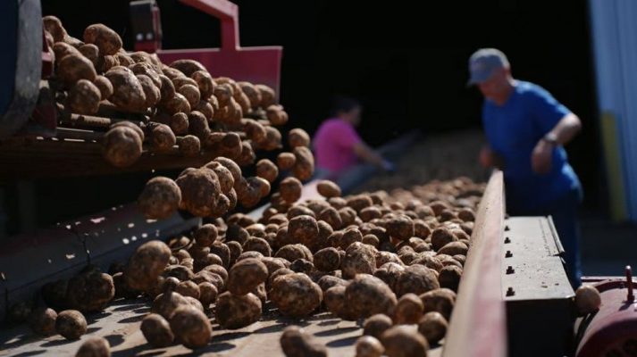 陶朗助力 Sackett Ranch 提升效率與質量：光學分選技術的成功案例