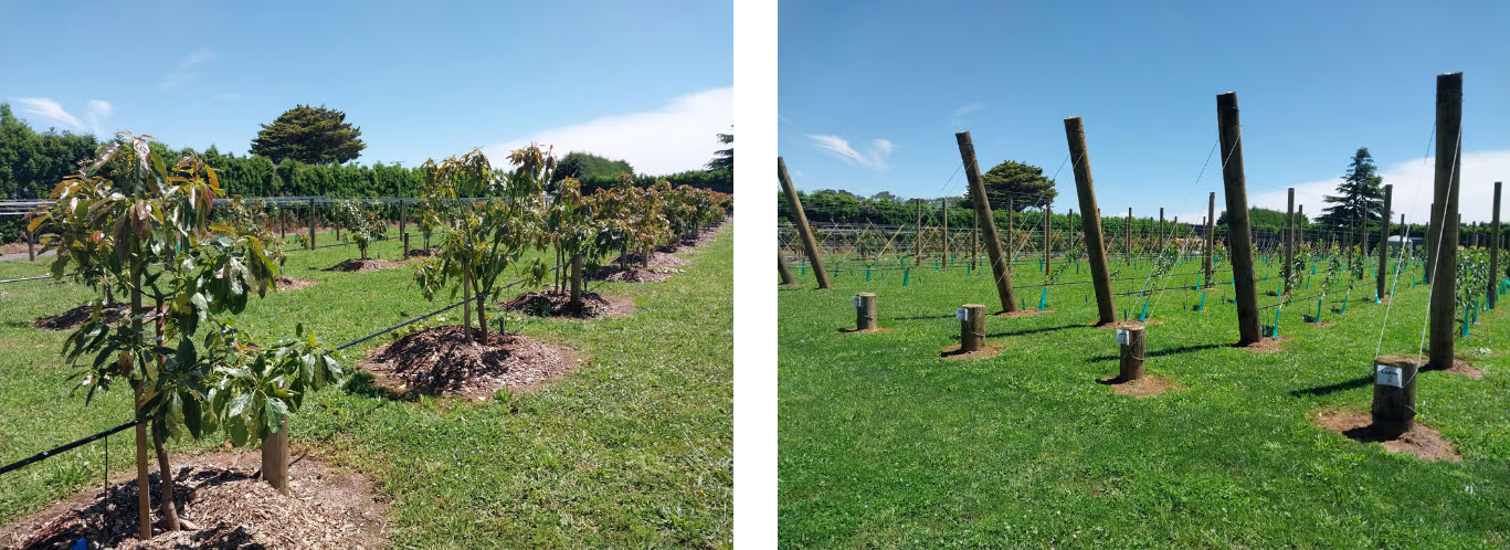 TOMRA Food 首次揭秘全新研究果園：用科學賦能水果分選