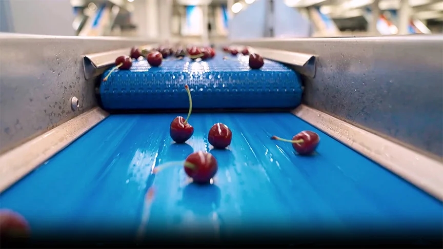 Cherry sorting in TOMRA Machine