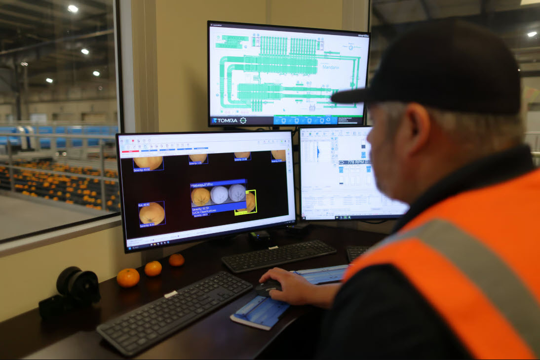 操作員在使用水果分選設備